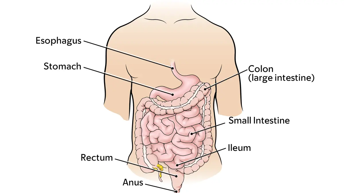 Diagram of the digestive system, including the esophagus, stomach, colon, large intestine, ileum, rectum, and anus. 