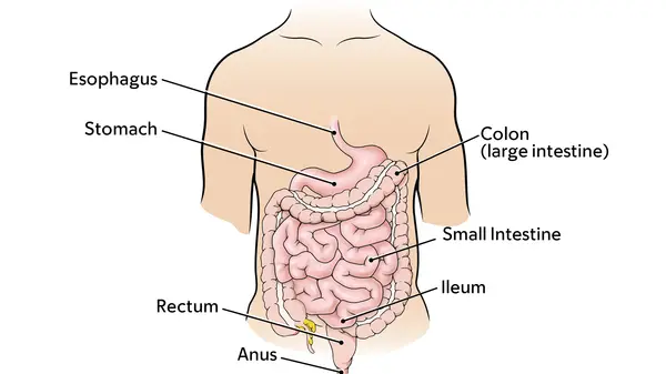 Diagram of the digestive system, including the esophagus, stomach, colon, large intestine, ileum, rectum, and anus. 